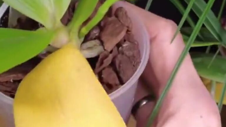 Hand hält eine Phalaenopsis, deren unterstes Blatt vollständig gelb verfärbt ist