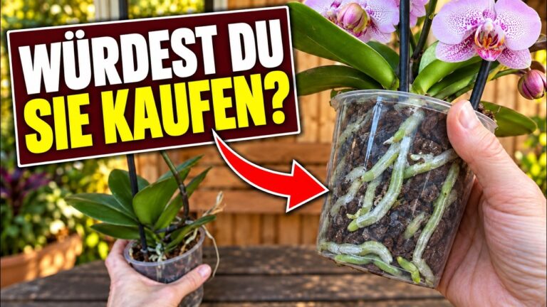 Zwei Phalaenopsis im Vergleich: sichtbare Wurzeln im transparenten Topf und die Frage „Würdest du sie kaufen?“