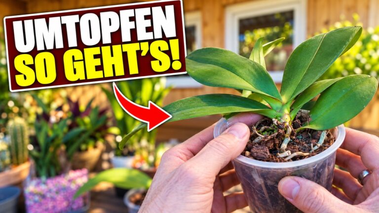 Phalaenopsis im transparenten Topf beim Umtopfen – Thumbnail mit dem Text „Umtopfen – so geht’s!“
