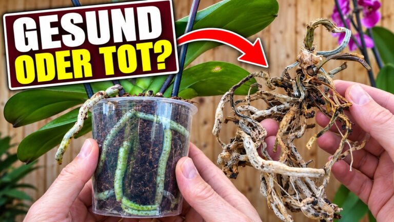 Thumbnail zum Wurzelcheck: Phalaenopsis im transparenten Topf und trockene Wurzelreste im Vergleich.